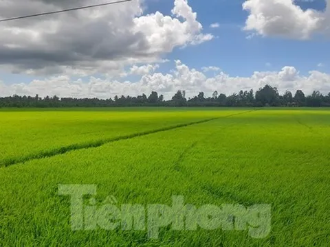 Chưa từng có: Lúa mới được 1 tháng tuổi 'cò' đã đặt cọc