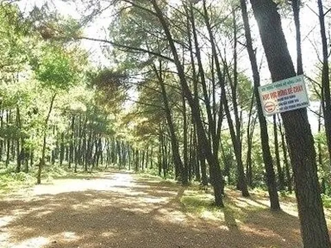 2.000ha rừng phòng hộ tại Hà Tĩnh bị sâu róm tàn phá