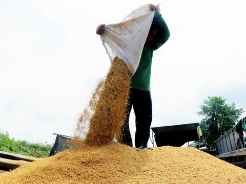 Bộ Công Thương xây dựng chiến lược dài hơi về xuất khẩu gạo và ổn định thị trường