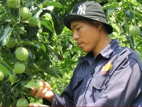 Cung vượt cầu, giá chanh leo xuống đáy