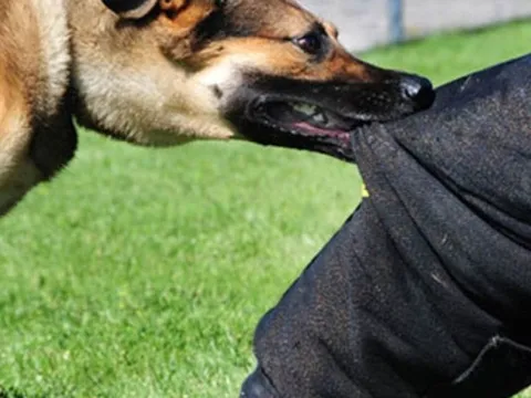 Quảng Trị: Một bé trai tử vong sau khi bị chó cắn vào gò má