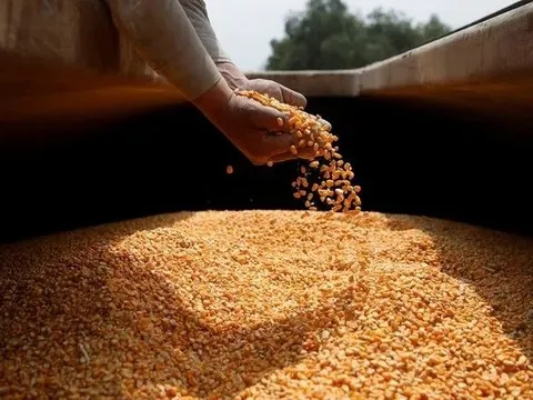 Một loại nông sản của Lào đang đổ bộ Việt Nam dù giá tăng chóng mặt: Nhập khẩu tăng gần 400% trong 7 tháng đầu năm dù sản lượng Việt Nam cao gấp gần 9 lần