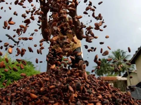 Một loại nông sản phá kỷ lục về giá trong vòng 46 năm trên thế giới, Việt Nam nắm giữ sản lượng hơn 4.500 tấn/năm