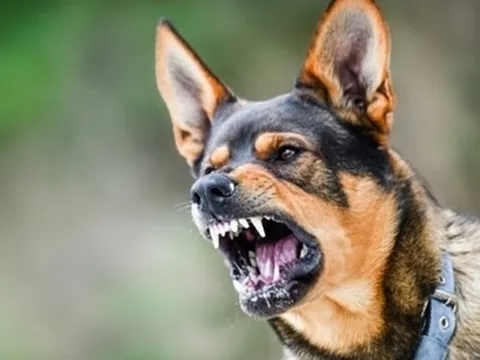 Bé trai 6 tuổi tử vong sau khi bị chó cắn vào gò má