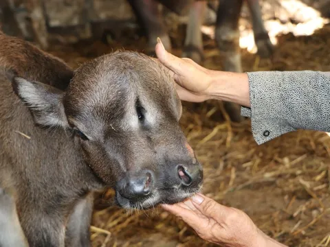 Ngỡ ngàng trâu con 2 đầu, 3 mắt, 2 miệng