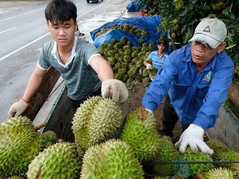 Giá sầu riêng cao ngất ngưởng, nhiễu loạn giá chốt vườn
