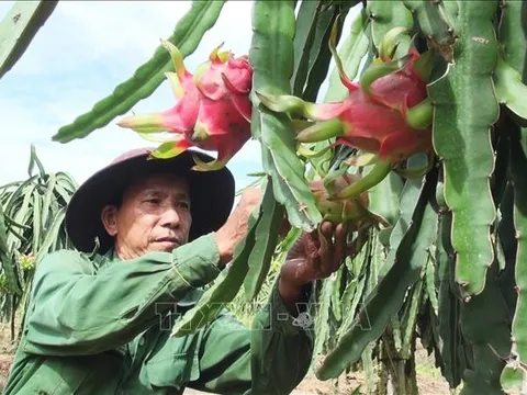 Thanh long chính vụ có giá cao gấp 2 lần
