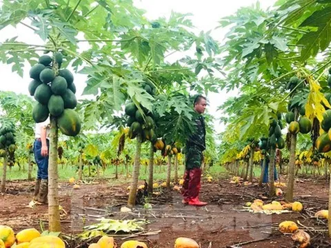 Vụ 'bùng hàng' nghìn tấn đu đủ: Công ty Nafoods chuyển gần 3 tỷ đồng