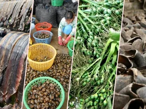 Trước giun đất, thương lái Trung Quốc thu gom kỳ lạ, tạo cơn sốt ảo ở Việt Nam thế nào?