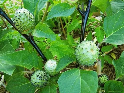 Ăn cà độc dược, 5 người trong một gia đình phải nhập viện cấp cứu