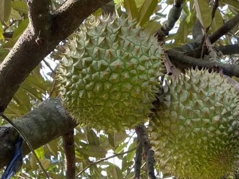 Khi doanh nghiệp tặng 'cây nhà lá vườn' cho cổ đông