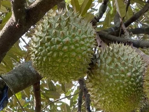 Khi đại gia tặng sầu riêng, nước mắm, trứng, chuối...