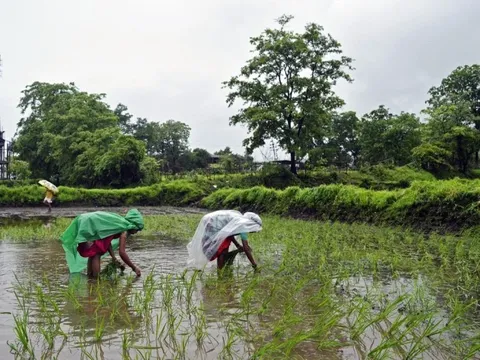 Ấn Độ lại sắp 'sát muối' vào thị trường gạo, thế giới 'nín thở' chờ đợi