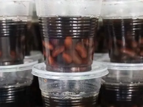 Quán chè nổ đơn liên tục nhờ món 'chè thoát ế' trong ngày Thất tịch