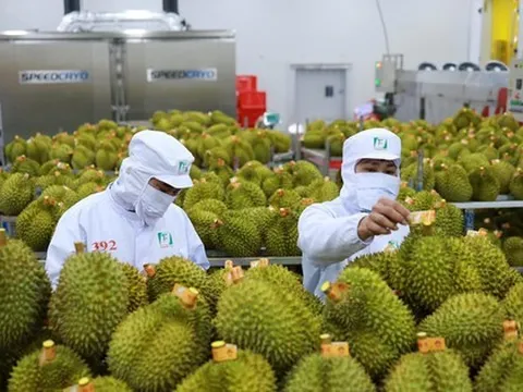 Dân đổ xô trồng sầu riêng bất chấp rủi ro được mùa mất giá