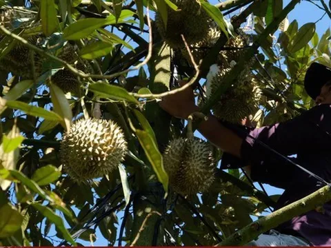 Đầu nậu “thổi giá” sầu riêng, người dân tự ý phá hợp đồng với đối tác