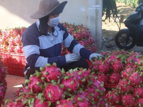 Xuất khẩu rau quả giảm tốc trong tháng 7