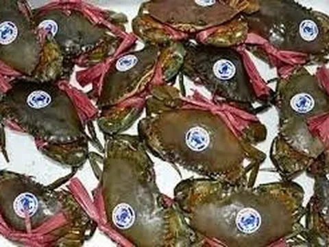 Tháo gỡ khó khăn trong xuất khẩu cho thương hiệu cua Cà Mau