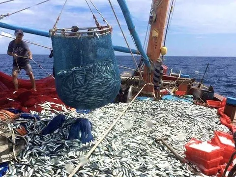 Quảng Bình: 6 tháng đi biển, ngư dân một xã thu về hàng trăm tỷ đồng