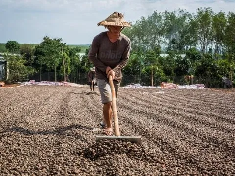 Một loại hạt của Indonesia đang ồ ạt tràn vào Việt Nam với giá rẻ bất ngờ mặc dù nước ta xuất khẩu đứng đầu thế giới