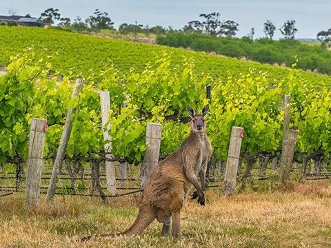 Một ngành Australia mắc kẹt với 2,8 tỷ sản phẩm vì gặp khó từ Trung Quốc: Việt Nam có thể là tia hy vọng