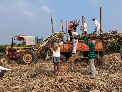 Ấn Độ chuẩn bị cấm xuất khẩu thêm một loại nguyên liệu, là mặt hàng Việt Nam có sản lượng 8 triệu tấn/năm
