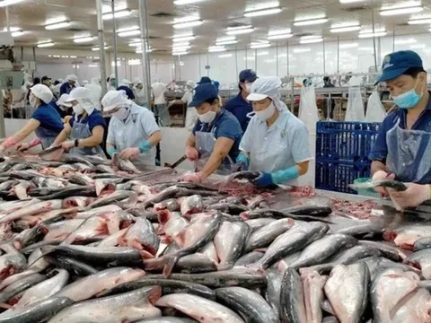 Trung Quốc dừng nhập khẩu thủy sản từ Nhật Bản, cơ hội mở ra cho thủy sản Việt Nam?