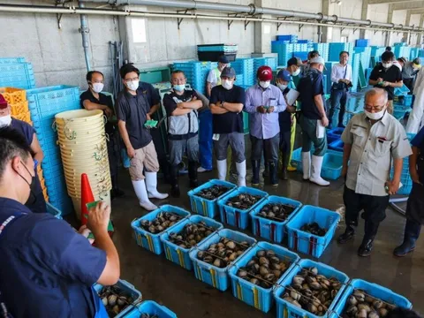 Ngành thuỷ sản Nhật Bản rung chuyển sau khi Trung Quốc dừng nhập khẩu - đáp trả quyết định xả nước thải từ cơ sở hạt nhân Fukushima ra biển
