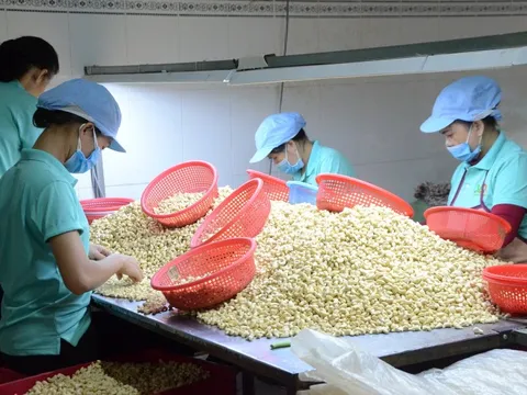 Trong 7 tháng, một loạt hạt mang về cho Việt Nam gần 2 tỷ USD, tăng 10% cùng kỳ