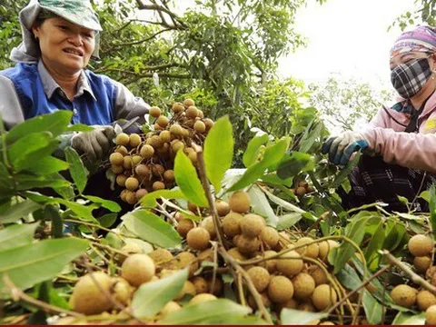 Nhãn lồng Hưng Yên giống cổ giá 80.000 đồng/kg