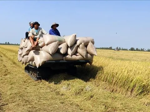 Giá gạo xuất khẩu Việt Nam vẫn giữ vị trí cao nhất