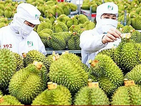 Xuất khẩu rau quả vào Trung Quốc tăng kỷ lục