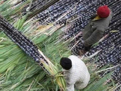 Giá đường thế giới cao kỷ lục: Cảnh báo nạn găm hàng, trục lợi ở trong nước
