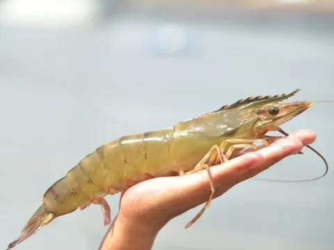 Trung Quốc dừng nhập thuỷ sản từ Nhật, cổ phiếu thuỷ sản IDI, ACL, VHC… như “cá gặp nước” nhưng thực tế DN có hưởng lợi?