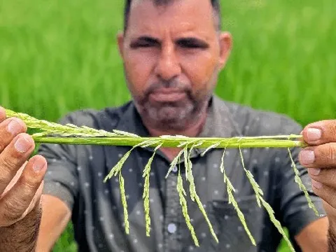 Đây là thứ tàn phá "kho gạo" Ấn Độ đẩy giá gạo Việt Nam, Thái Lan tăng vọt