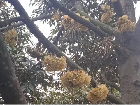 Sầu riêng hết mùa sốt giá, nhà vườn tích cực chăm sóc vườn cây