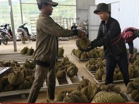 Rau quả xuất khẩu có thể mang về 5 tỷ USD