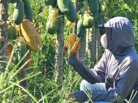 Nghệ An: Đu đủ “cháy hàng”, giá tăng gấp đôi trước ngày Rằm tháng Bảy