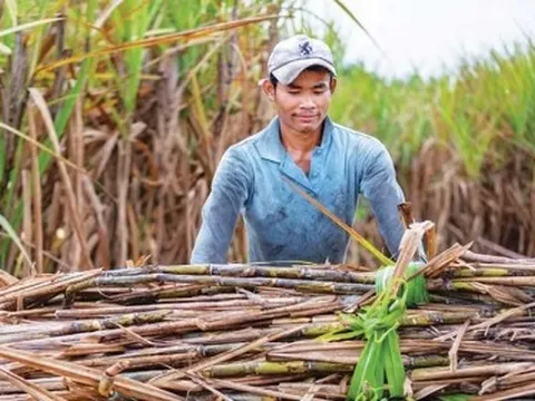 Doanh nghiệp nào hưởng lợi khi Ấn Độ cấm xuất khẩu đường?