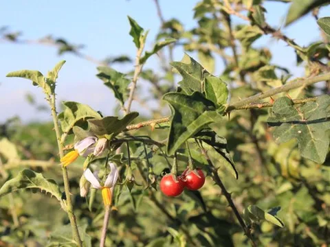 Thực hư 'cây chữa khỏi ung thư gan' - loại ung thư gây tử vong nhiều nhất ở Việt Nam