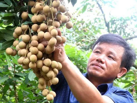 Sản lượng sụt giảm, nhãn Hưng Yên giữ giá