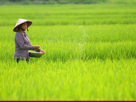 ĐBSCL sẽ có thêm hơn 300.000 tấn lúa phục vụ xuất khẩu