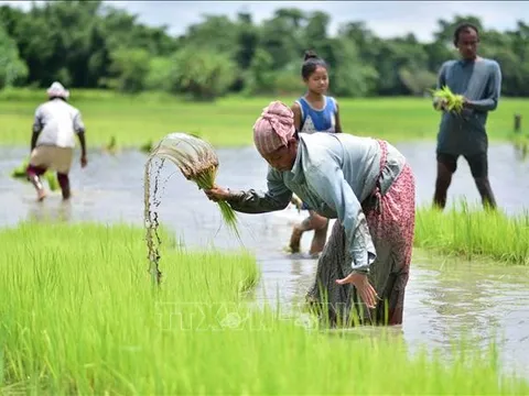 Giá gạo cao kỷ lục, Ấn Độ tăng diện tích trồng lúa