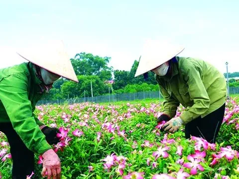 Thu nhập cao nhờ chuyển từ sắn sang sâm