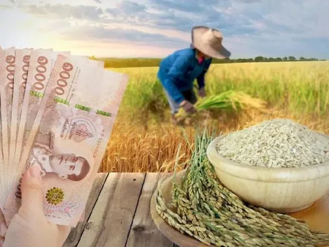 Thị trường gạo Thái Lan hỗn loạn do lệnh cấm xuất khẩu của Ấn Độ
