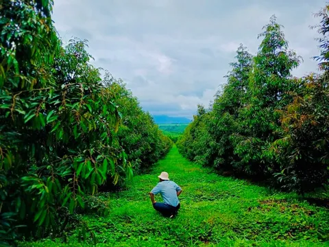 Sầu riêng "cực nóng" trên thị trường nông sản, Hoàng Anh Gia Lai đã lập công ty chuyên về sầu riêng?