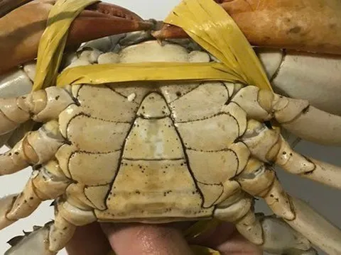 Cua biển Cà Mau không tăng giá dịp lễ Quốc khánh