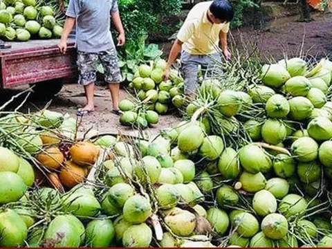 Dừa sớm lọt top xuất khẩu tỷ đô?