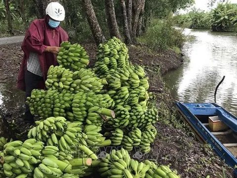 Nhà vườn phấn khởi vì giá chuối tăng cao