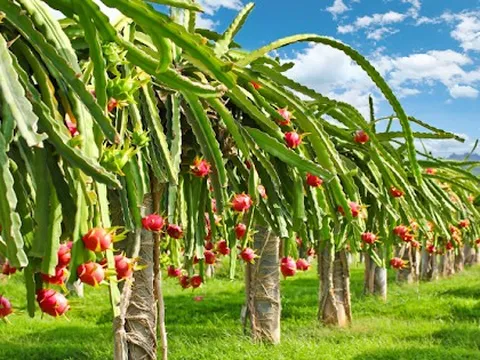 Siêu thị tại Anh dừng bán thanh long Việt Nam